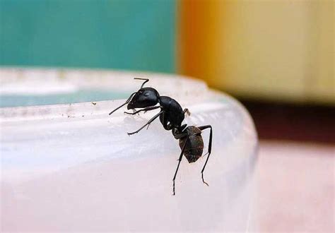 家裡有黑螞蟻風水 米 冰箱